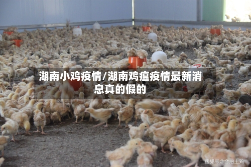 湖南小鸡疫情/湖南鸡瘟疫情最新消息真的假的-第2张图片