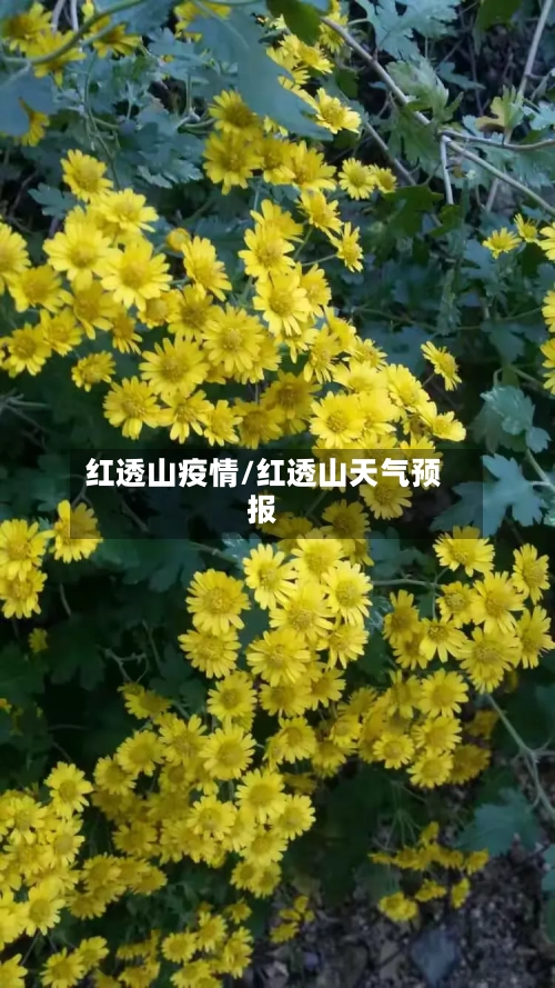红透山疫情/红透山天气预报-第2张图片