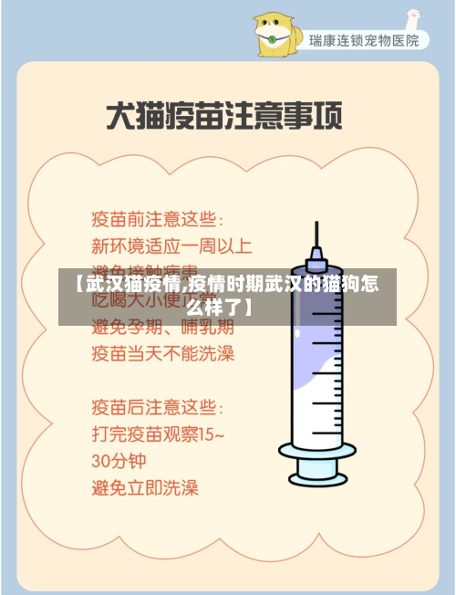 【武汉猫疫情,疫情时期武汉的猫狗怎么样了】-第1张图片
