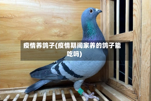 疫情养鸽子(疫情期间家养的鸽子能吃吗)-第1张图片