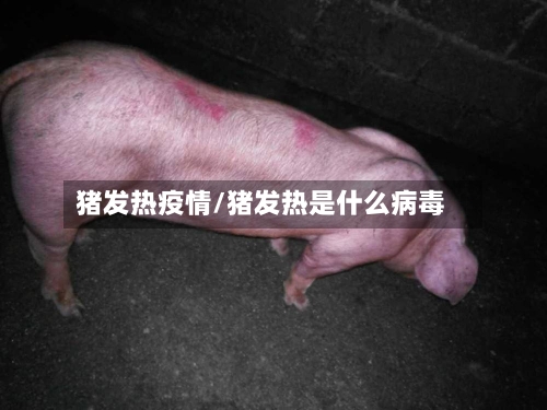 猪发热疫情/猪发热是什么病毒-第2张图片