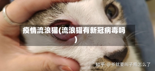 疫情流浪猫(流浪猫有新冠病毒吗)-第3张图片