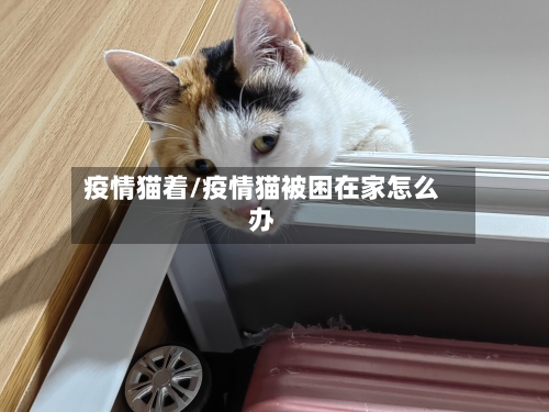 疫情猫着/疫情猫被困在家怎么办-第1张图片