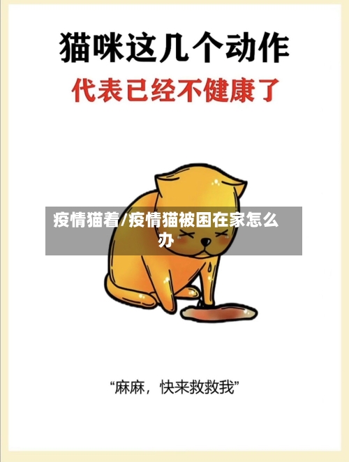 疫情猫着/疫情猫被困在家怎么办-第2张图片
