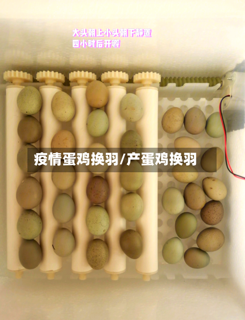 疫情蛋鸡换羽/产蛋鸡换羽-第1张图片