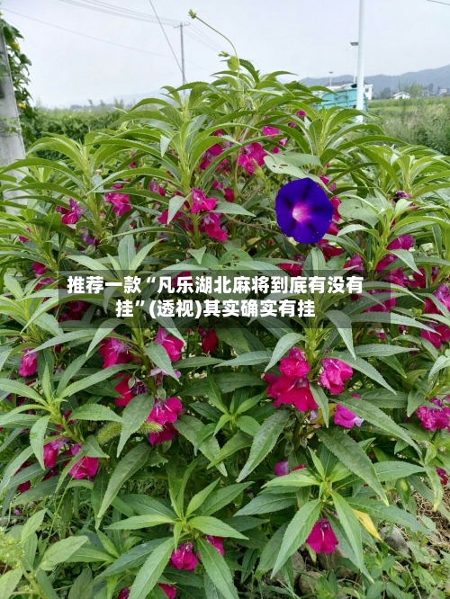 推荐一款“凡乐湖北麻将到底有没有挂”(透视)其实确实有挂-第3张图片