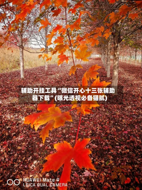 辅助开挂工具“微信开心十三张辅助器下载”(曝光透视必备猫腻)-第2张图片