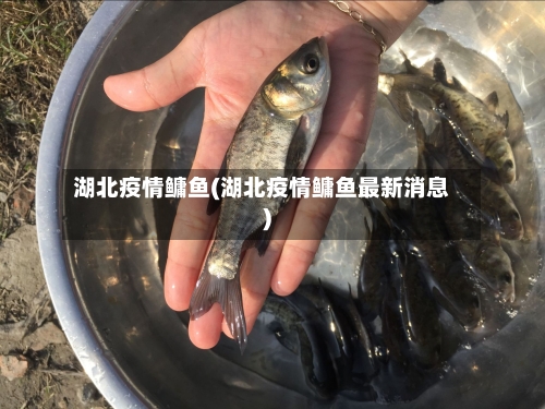 湖北疫情鳙鱼(湖北疫情鳙鱼最新消息)-第1张图片