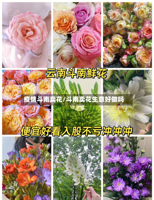 疫情斗南卖花/斗南卖花生意好做吗-第1张图片