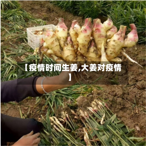 【疫情时间生姜,大姜对疫情】-第1张图片