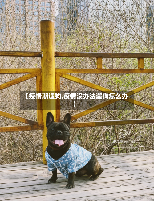 【疫情期遛狗,疫情没办法遛狗怎么办】-第1张图片