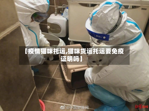 【疫情猫咪托运,猫咪货运托运要免疫证明吗】-第1张图片