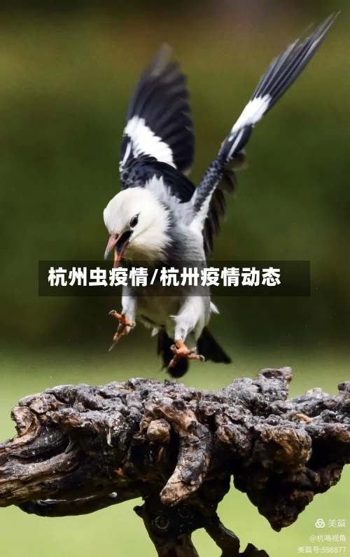 杭州虫疫情/杭卅疫情动态-第1张图片