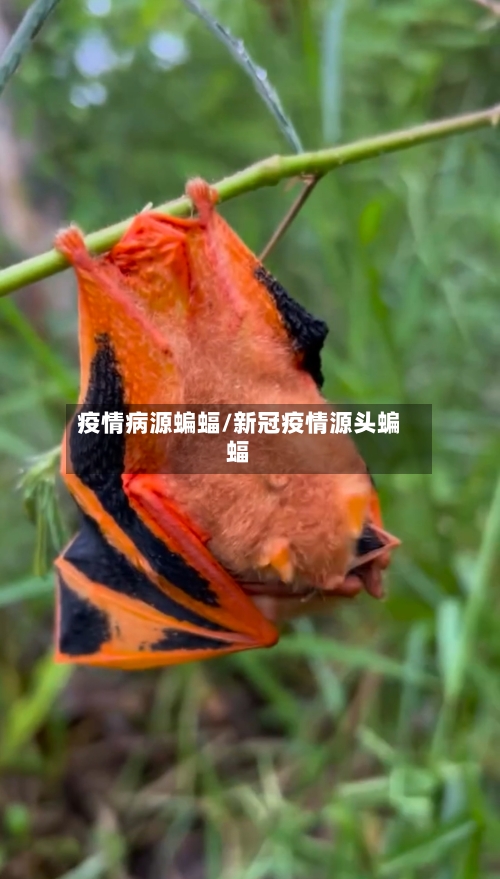 疫情病源蝙蝠/新冠疫情源头蝙蝠-第2张图片