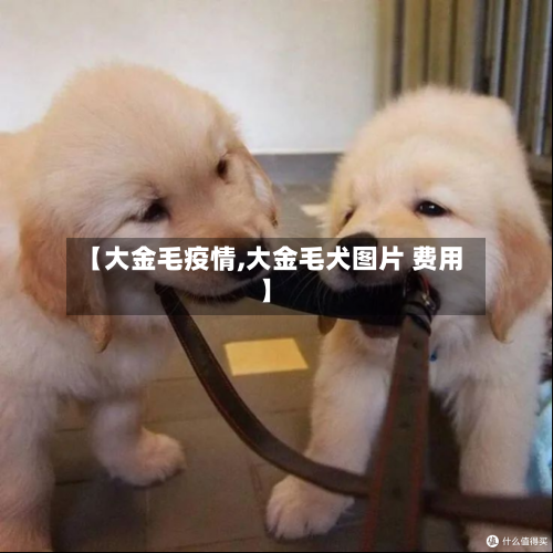 【大金毛疫情,大金毛犬图片 费用】-第1张图片