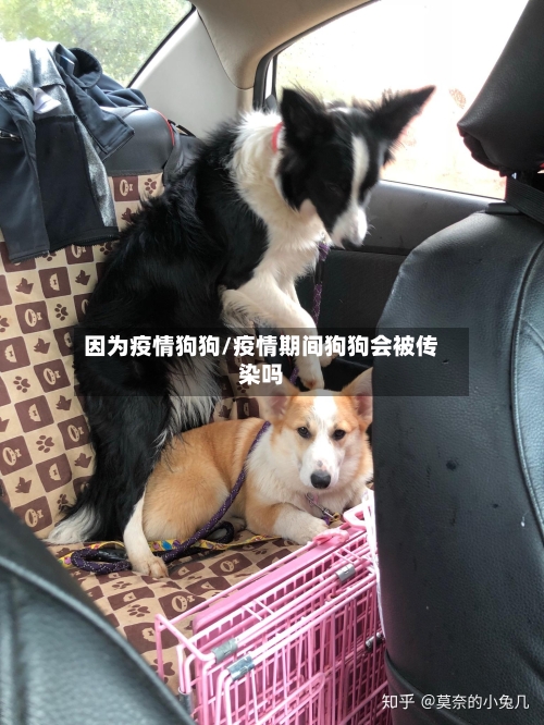 因为疫情狗狗/疫情期间狗狗会被传染吗-第1张图片