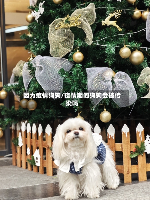 因为疫情狗狗/疫情期间狗狗会被传染吗-第2张图片