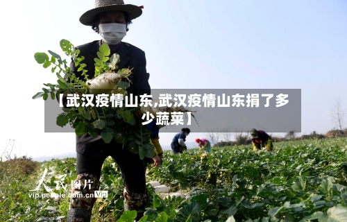 【武汉疫情山东,武汉疫情山东捐了多少蔬菜】-第2张图片