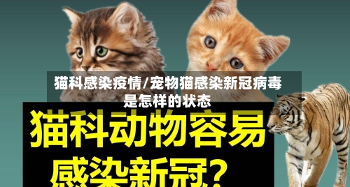 猫科感染疫情/宠物猫感染新冠病毒是怎样的状态-第1张图片