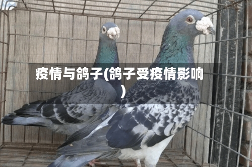 疫情与鸽子(鸽子受疫情影响)