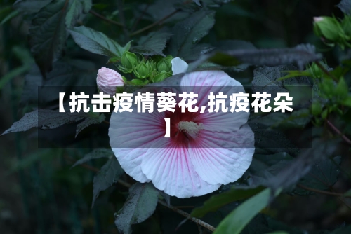 【抗击疫情葵花,抗疫花朵】-第1张图片