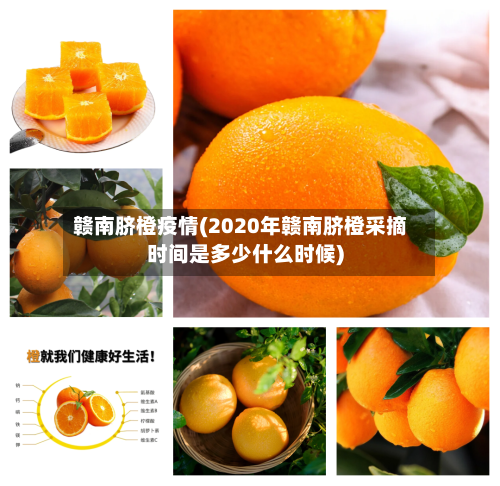 赣南脐橙疫情(2020年赣南脐橙采摘时间是多少什么时候)-第2张图片