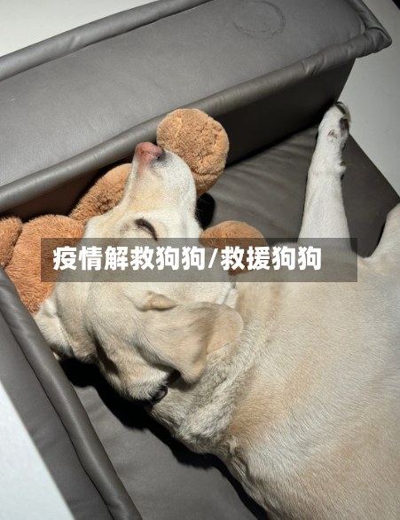 疫情解救狗狗/救援狗狗-第1张图片