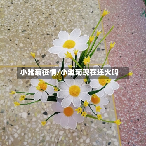 小雏菊疫情/小雏菊现在还火吗-第1张图片