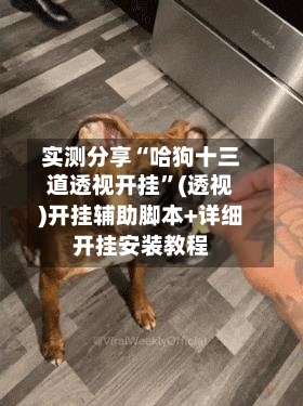 实测分享“哈狗十三道透视开挂	”(透视)开挂辅助脚本+详细开挂安装教程-第1张图片