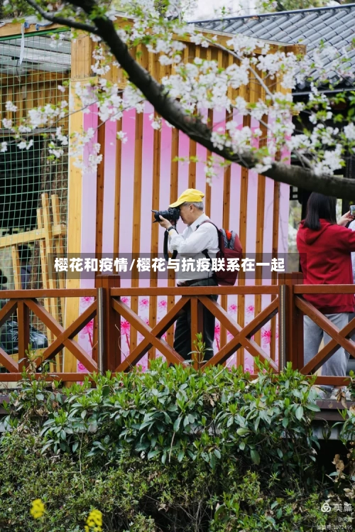 樱花和疫情/樱花与抗疫联系在一起-第2张图片
