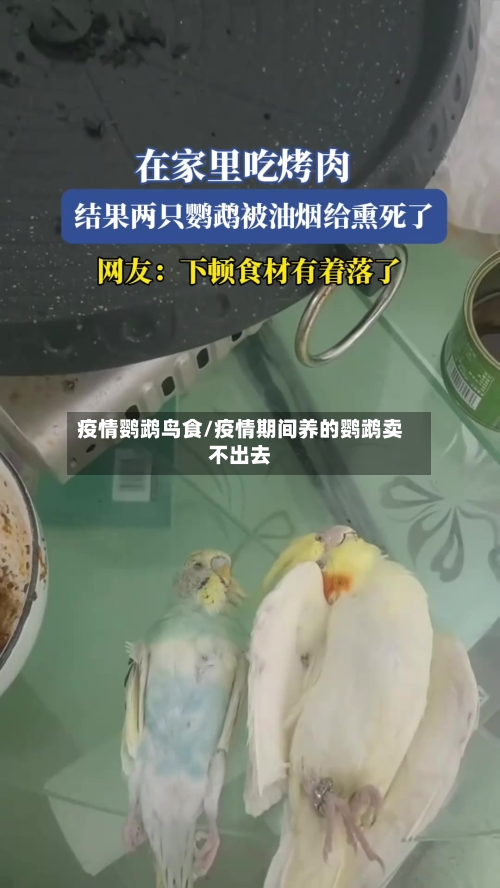 疫情鹦鹉鸟食/疫情期间养的鹦鹉卖不出去-第1张图片
