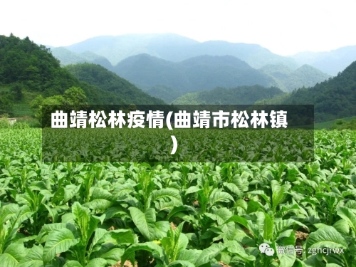 曲靖松林疫情(曲靖市松林镇)-第1张图片