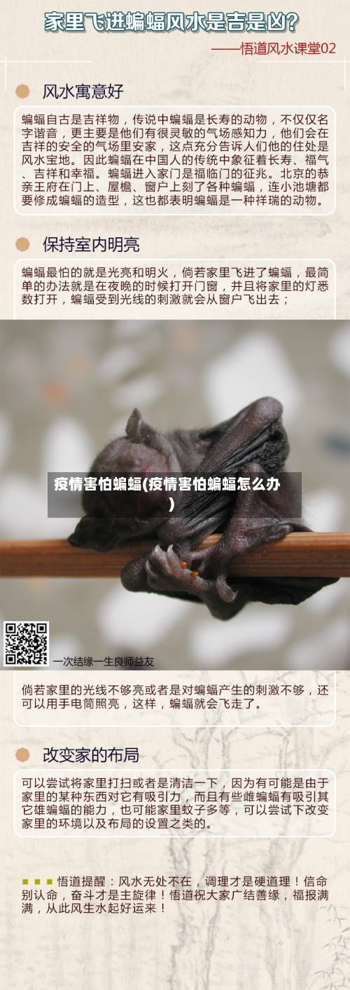 疫情害怕蝙蝠(疫情害怕蝙蝠怎么办)-第1张图片