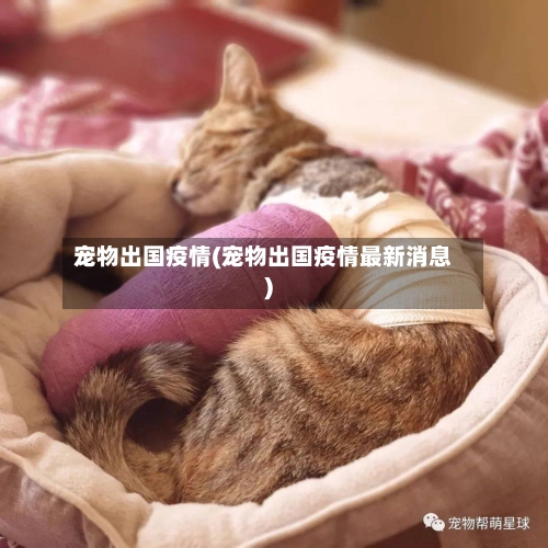 宠物出国疫情(宠物出国疫情最新消息)-第1张图片