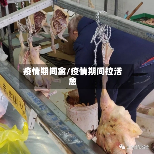疫情期间禽/疫情期间拉活禽-第1张图片