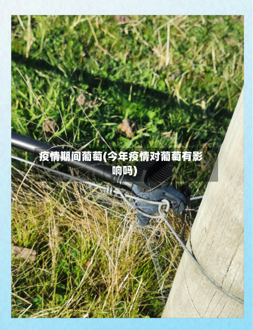 疫情期间葡萄(今年疫情对葡萄有影响吗)-第3张图片