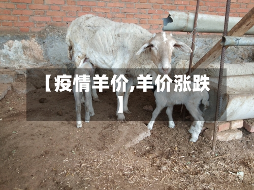 【疫情羊价,羊价涨跌】-第2张图片