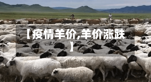 【疫情羊价,羊价涨跌】-第1张图片