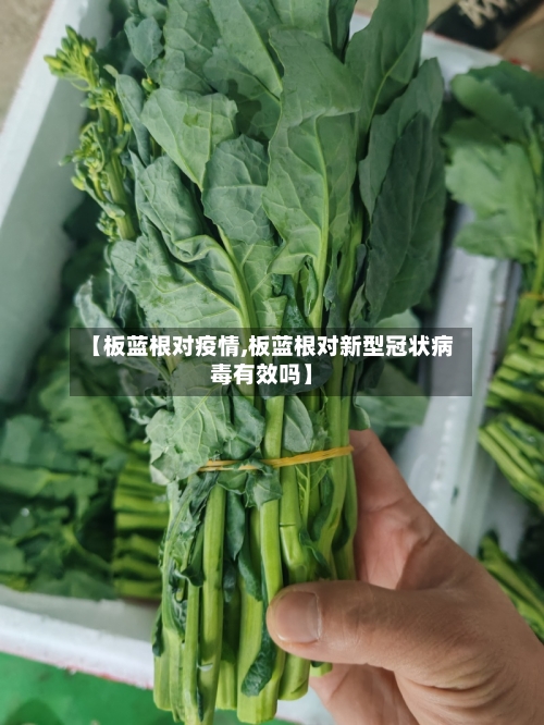 【板蓝根对疫情,板蓝根对新型冠状病毒有效吗】-第1张图片