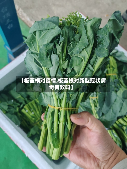 【板蓝根对疫情,板蓝根对新型冠状病毒有效吗】-第3张图片