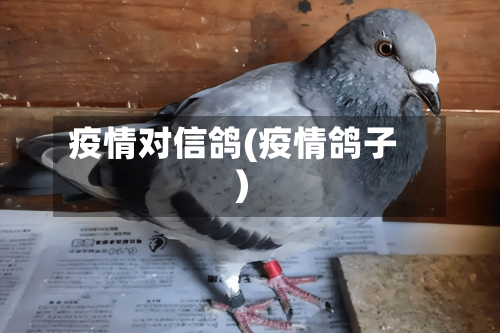 疫情对信鸽(疫情鸽子)-第3张图片