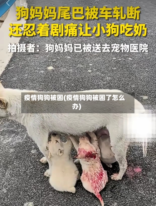 疫情狗狗被困(疫情狗狗被困了怎么办)-第3张图片