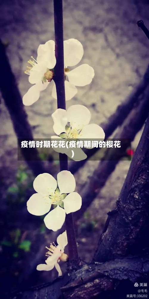 疫情时期花花(疫情期间的樱花)-第2张图片