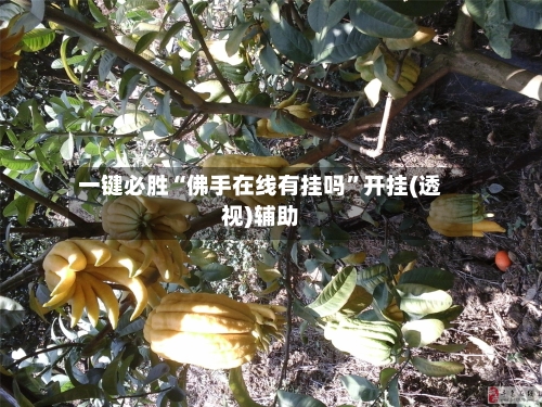 一键必胜“佛手在线有挂吗	”开挂(透视)辅助-第1张图片