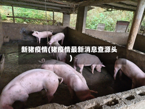 新猪疫情(猪疫情最新消息查源头)-第2张图片