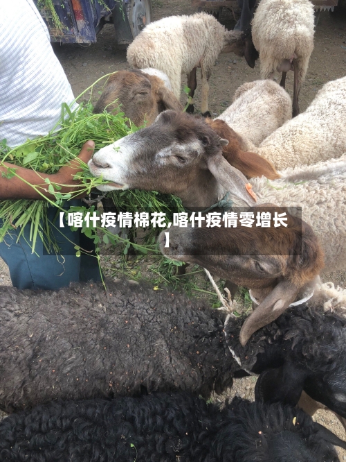 【喀什疫情棉花,喀什疫情零增长】-第2张图片