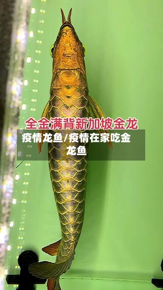 疫情龙鱼/疫情在家吃金龙鱼-第1张图片