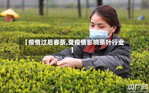 【疫情过后春茶,受疫情影响茶叶行业】-第2张图片