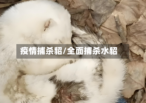 疫情捕杀貂/全面捕杀水貂-第1张图片