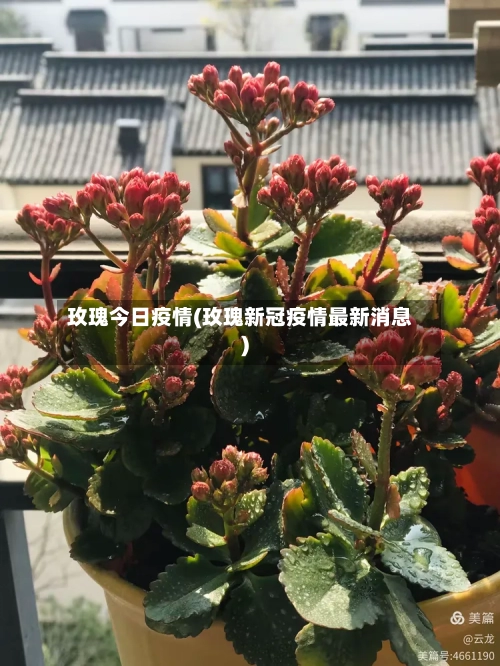 玫瑰今日疫情(玫瑰新冠疫情最新消息)-第2张图片